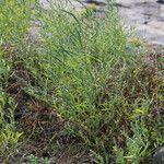 Atriplex littoralis Fiore