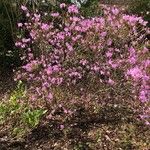 Rhododendron dauricum Blodyn