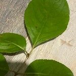 Viburnum rufidulum Leaf