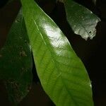 Ecclinusa ramiflora Leaf
