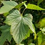 Ribes nigrum Folha