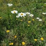 Leucanthemum heterophyllum 葉