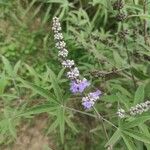 Vitex agnus-castusLorea