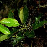 Quintinia parviflora