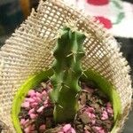 Echinocereus pentalophus Leaf