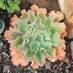 Echeveria shaviana برگ