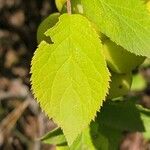 Prunus brigantina Leaf