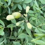 Baptisia australisPlod