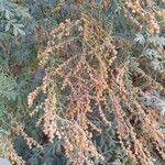 Artemisia ramosa Flor