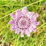 Scabiosa lucidaKukka