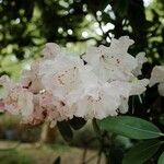 Rhododendron vernicosum Lorea