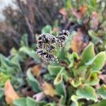 Limonium cossonianum Cvet