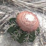 Melocactus violaceus Virág