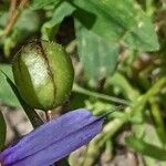 Sisyrinchium angustifolium Frucht