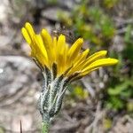 Hypochaeris caespitosaКвітка