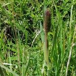 Phleum alpinum Annet