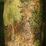 Poecilanthe hostmannii Corteza