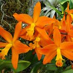 Guarianthe aurantiaca Floro