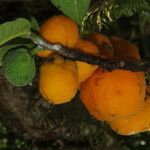 Brosimum lactescens Frukt