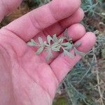Ruta angustifolia Leaf