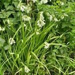 Allium triquetrumFlower