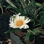 Gazania spp.Kvet