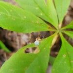 Lysimachia borealis Fruit