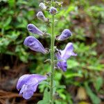 Scutellaria ovata Habit