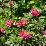 Rhododendron ferrugineumКвітка