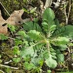 Scabiosa columbaria Leaf