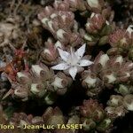 Sedum arenarium പുഷ്പം