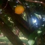 Pouteria caimito Fruit