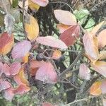 Cotoneaster acutifolius Blad