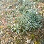 Helichrysum italicum Leaf