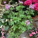 Cleome hassleriana Blad