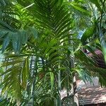 Areca triandra برگ