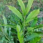 Chloroluma gonocarpa List