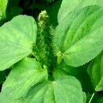 Acalypha setosa Blad