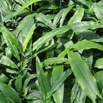 Wurfbainia aromatica Leaf