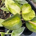 Hoya australis Fuelha