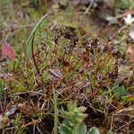 Juncus duthiei Habitat