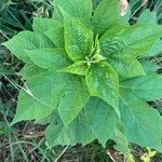 Hibiscus moscheutosList