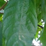 Theobroma cacao 葉