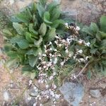 Limonium bellidifolium Flower