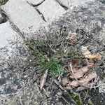 Eragrostis minor Floare