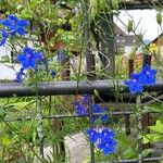 Delphinium grandiflorum Fleur