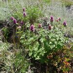 Agastache urticifolia Hàbitat