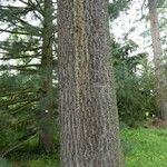 Pinus heldreichii Casca