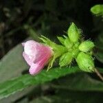 Pavonia castaneifolia Virág