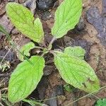 Salvia lyrata Leaf